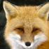 Fox Tales
